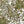 Ivy 20.5'' Five Light Semi Flush Mount, Champagne