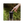 Kandella 6